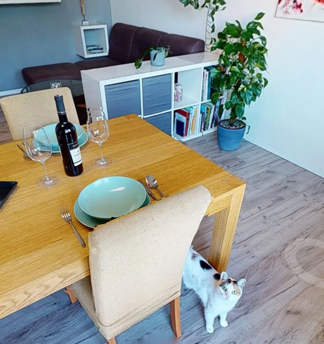 Mačky si idú svoje